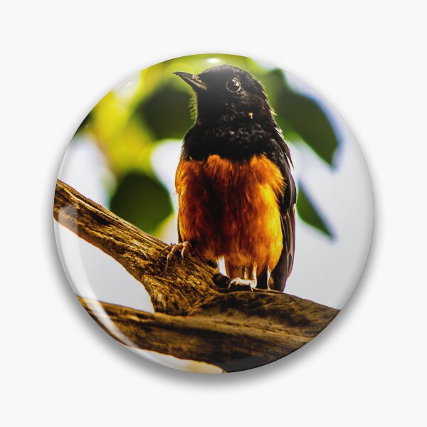 Item preview, White-rumped Shama on a branch designed and sold by arat192.