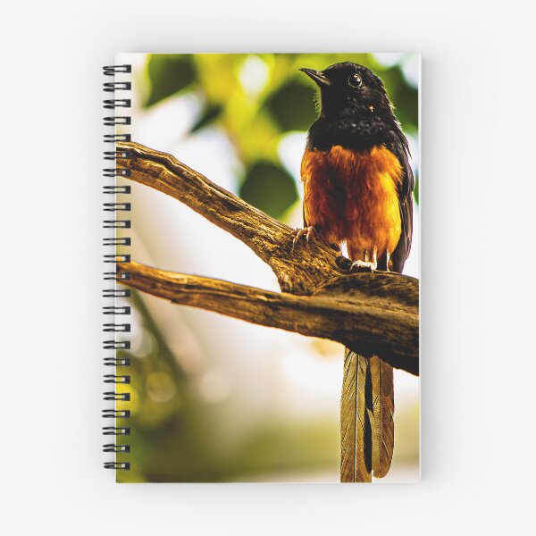 Item preview, White-rumped Shama on a branch designed and sold by arat192.
