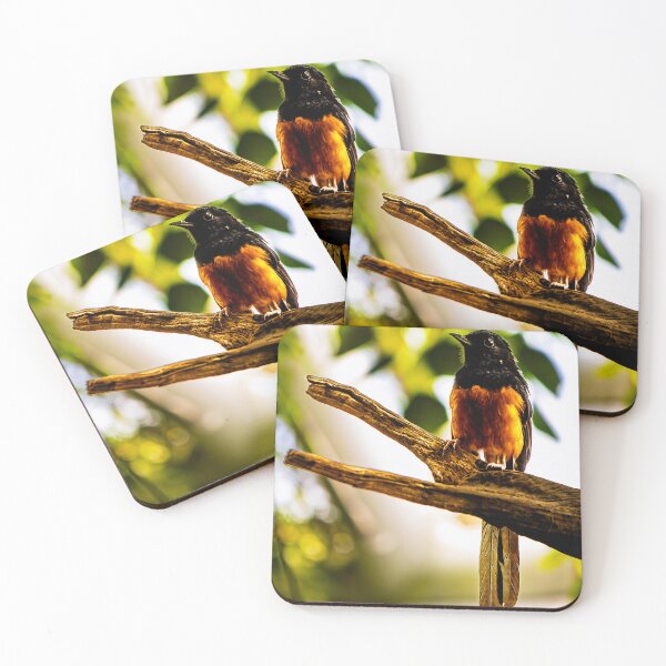 Item preview, White-rumped Shama on a branch designed and sold by arat192.