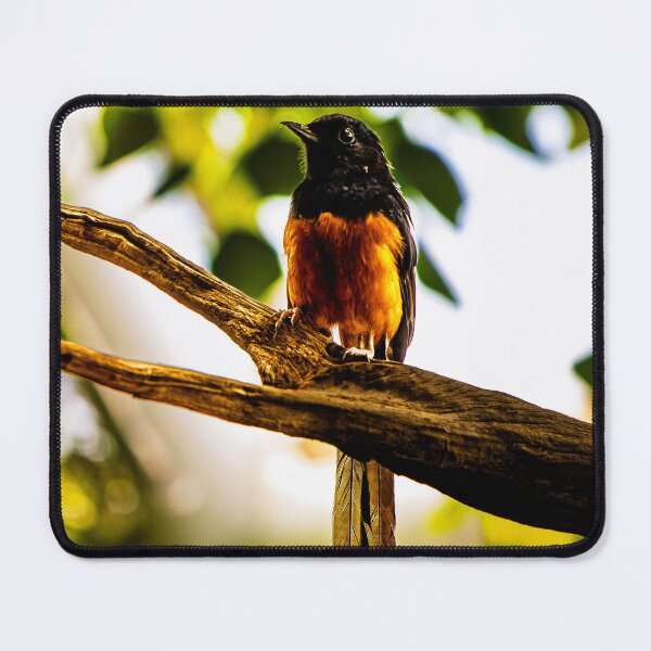 Item preview, White-rumped Shama on a branch designed and sold by arat192.