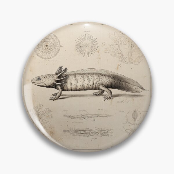 Item preview, Scientific Axolotl Study – Vintage Zoology Illustration – Naturalist Field Guide Amphibian Art designed and sold by MadeByACJ.