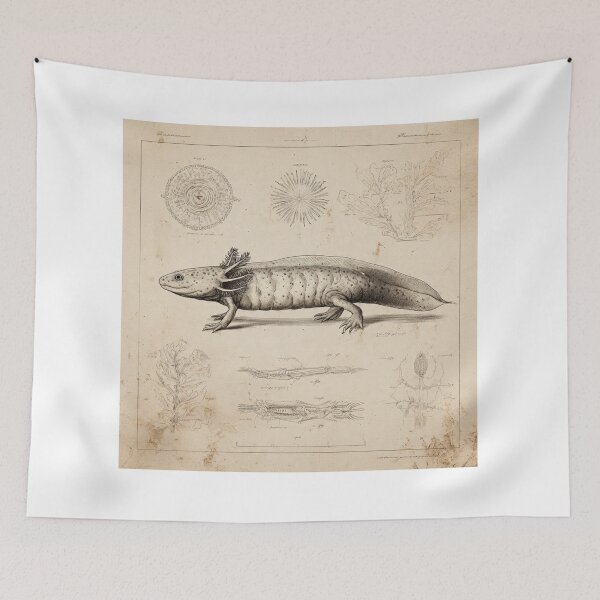 Item preview, Scientific Axolotl Study – Vintage Zoology Illustration – Naturalist Field Guide Amphibian Art designed and sold by MadeByACJ.
