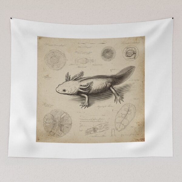 Item preview, Antique Axolotl Print – Vintage Scientific Illustration – Natural History Museum Style Wall Art designed and sold by MadeByACJ.