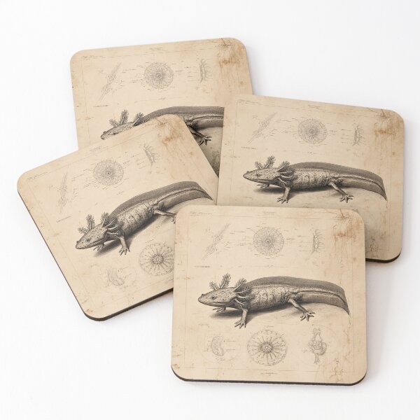 Item preview, Steampunk Axolotl Illustration – Vintage Scientific Field Guide Art – Retro Natural History Design designed and sold by MadeByACJ.