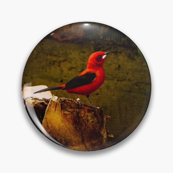 Item preview, Brazilian tanager in the spot light designed and sold by arat192.