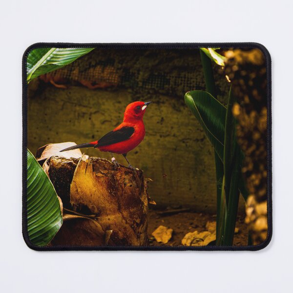 Item preview, Brazilian tanager in the spot light designed and sold by arat192.