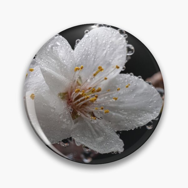 Item preview, Cherry blossoms glisten with dew designed and sold by anytka.