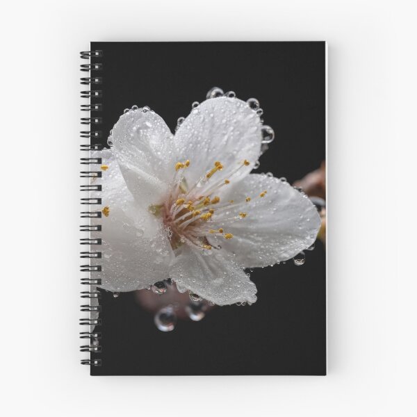 Item preview, Cherry blossoms glisten with dew designed and sold by anytka.