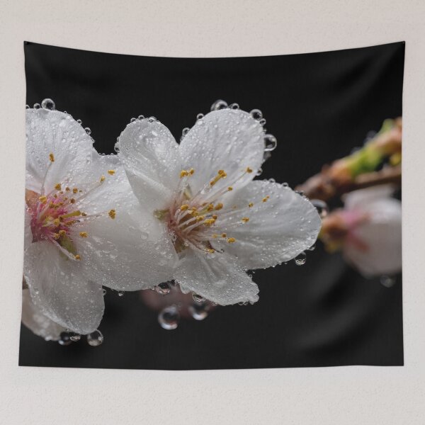 Item preview, Cherry blossoms glisten with dew designed and sold by anytka.