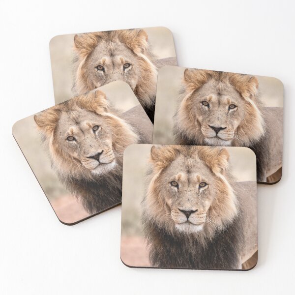 Item preview, Desert King Stare, Male Lion, Mabuasehube Botswana designed and sold by DavideAntoniani.