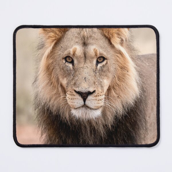 Item preview, Desert King Stare, Male Lion, Mabuasehube Botswana designed and sold by DavideAntoniani.