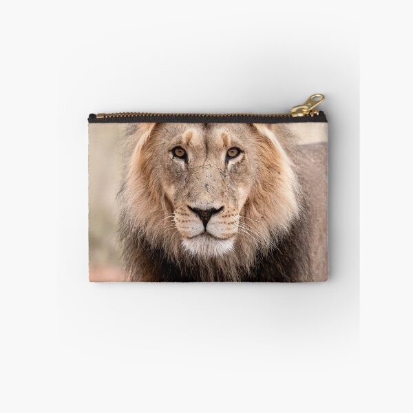 Item preview, Desert King Stare, Male Lion, Mabuasehube Botswana designed and sold by DavideAntoniani.