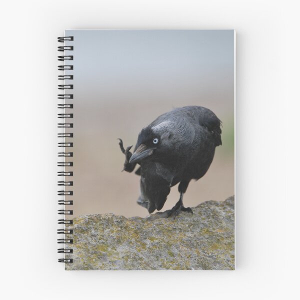 Item preview, Jackdaw Scratching designed and sold by LJarts.