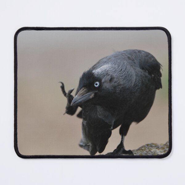 Item preview, Jackdaw Scratching designed and sold by LJarts.