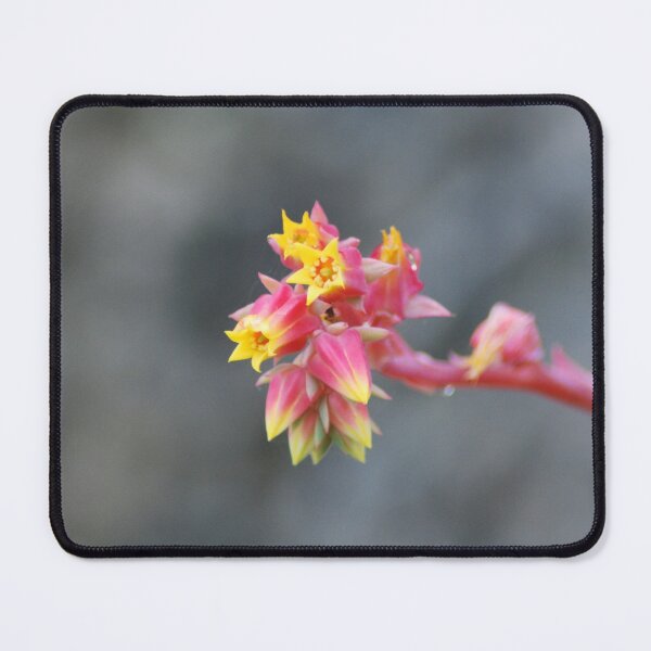 Item preview, Echeveria Succulent Flower designed and sold by LJarts.