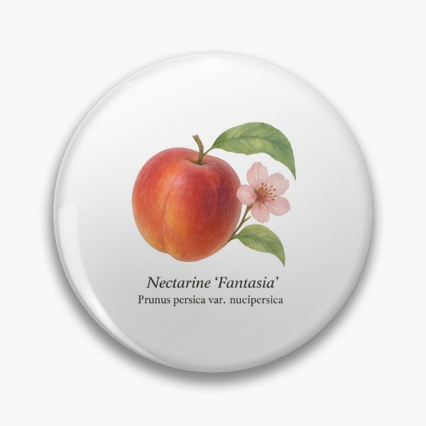 Item preview, Nectarine ‘Fantasia’ – Aromatic Summer Botanical Illustration designed and sold by BloomKind.