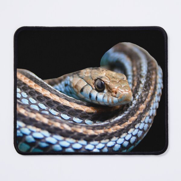 Item preview, Blue Snake – Elegance in the Darkness / Swiss Artwork Photography designed and sold by Raphael Wolf.