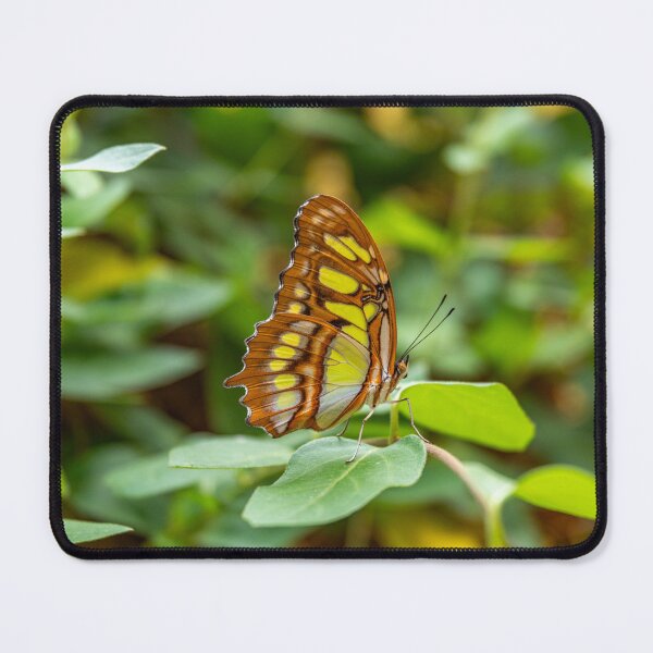 Item preview, Malachite Butterfly in a Green Forest designed and sold by Peter Milota Studio.
