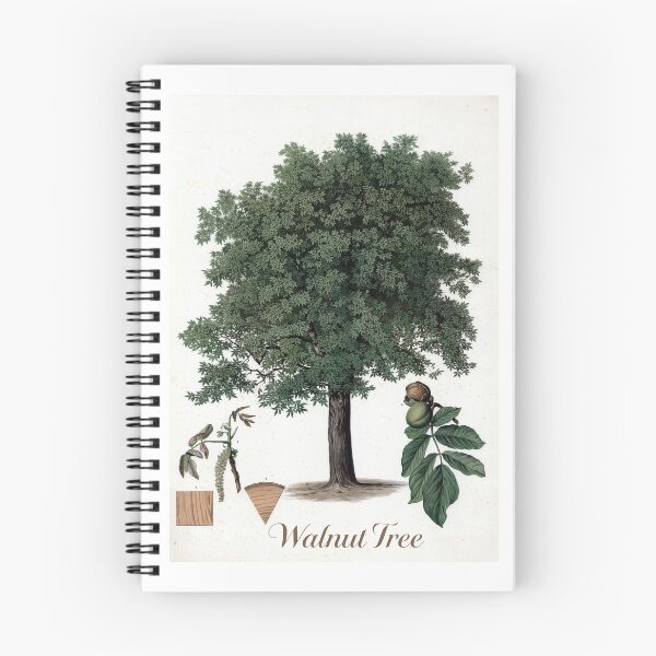 Item preview, Botanical Print of a Walnut Tree designed and sold by Tridentulus.