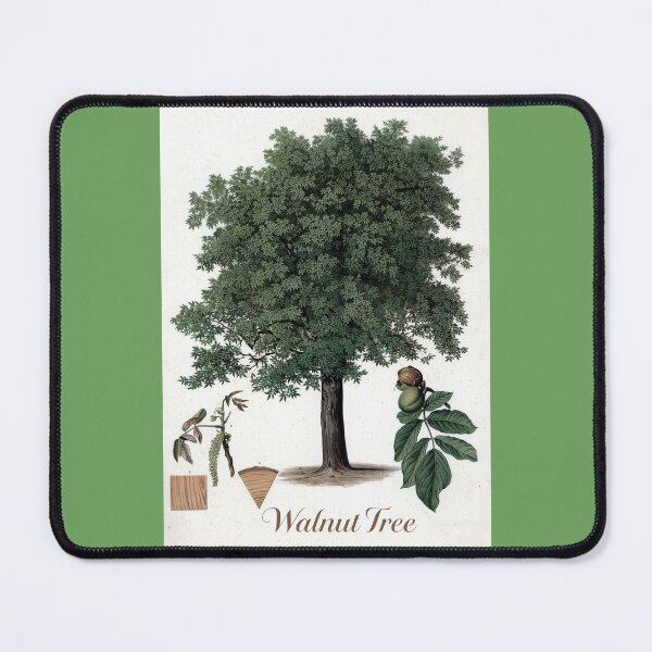 Item preview, Botanical Print of a Walnut Tree designed and sold by Tridentulus.