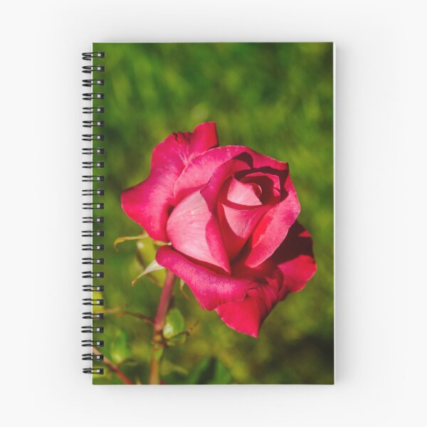 Item preview, red rose of spring  designed and sold by SilentlyRob668.