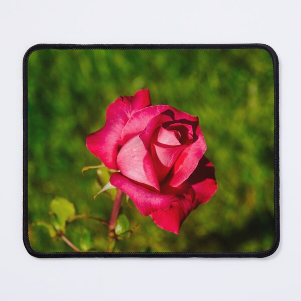 Item preview, red rose of spring  designed and sold by SilentlyRob668.