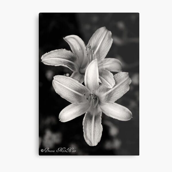 Simple Elegance Metal Print