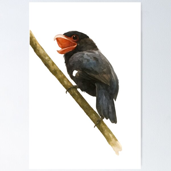 Item preview, Dusky Broadbill (Corydon sumatranus) designed and sold by HOMETOWN86.