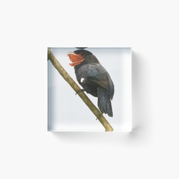 Item preview, Dusky Broadbill (Corydon sumatranus) designed and sold by HOMETOWN86.