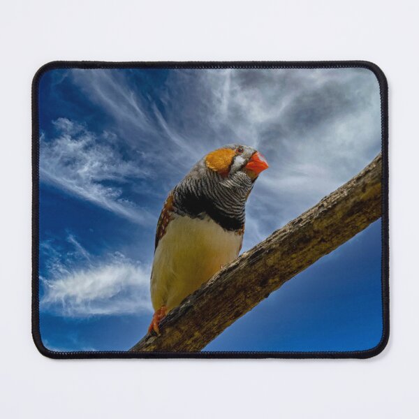 Item preview, Zebra finch on a branch designed and sold by Photopat.