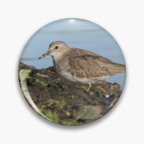 Item preview, Temminck's Stint designed and sold by LaurenTucker.