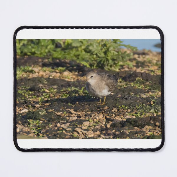 Item preview, Temminck's Stint designed and sold by LaurenTucker.