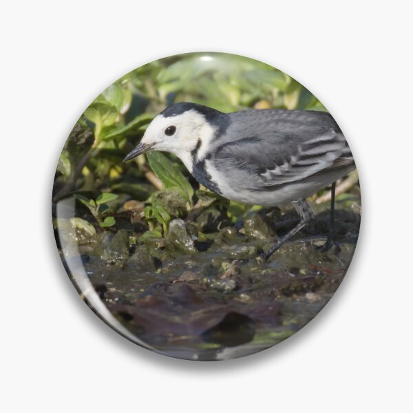 Item preview, Pied Wagtail designed and sold by LaurenTucker.