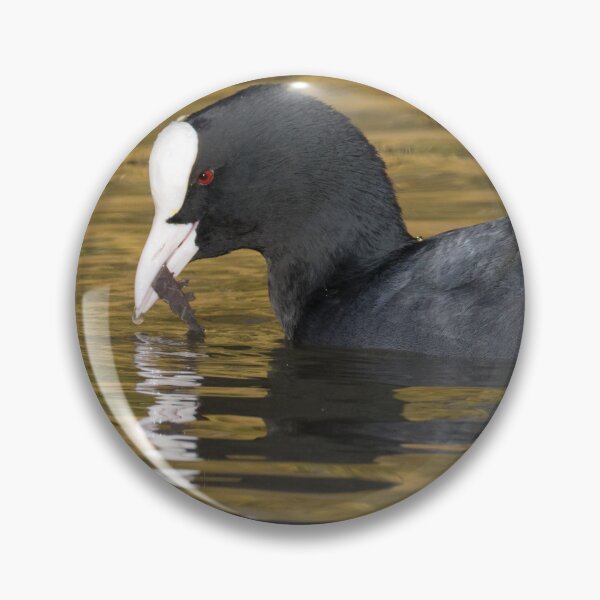 Item preview, Eurasian Coot designed and sold by LaurenTucker.