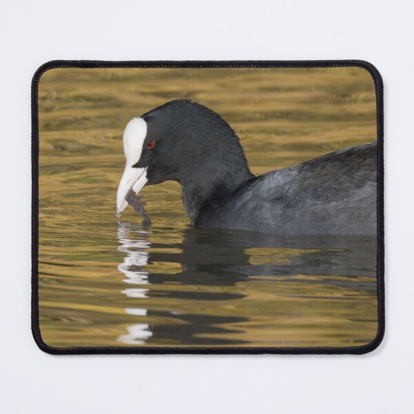 Item preview, Eurasian Coot designed and sold by LaurenTucker.