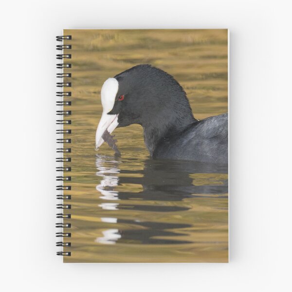 Item preview, Eurasian Coot designed and sold by LaurenTucker.
