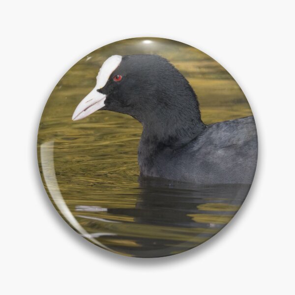 Item preview, Eurasian Coot designed and sold by LaurenTucker.