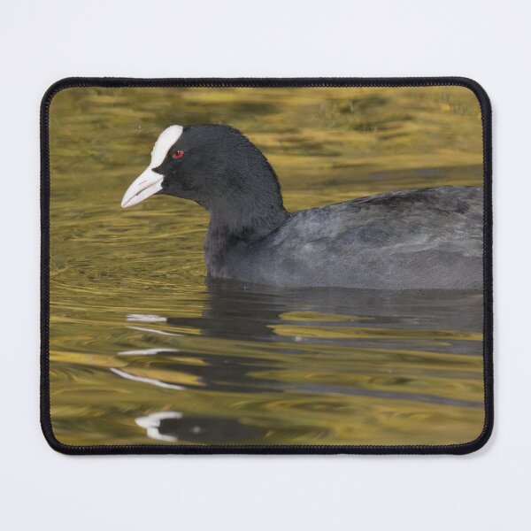 Item preview, Eurasian Coot designed and sold by LaurenTucker.