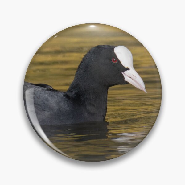 Item preview, Eurasian Coot designed and sold by LaurenTucker.