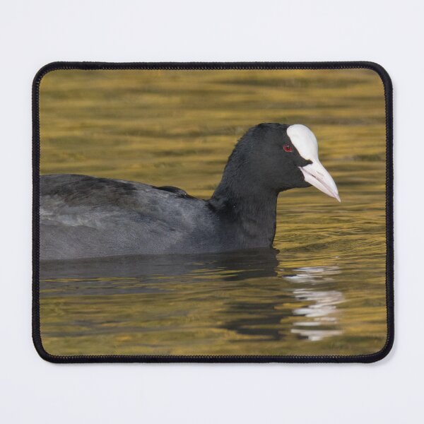 Item preview, Eurasian Coot designed and sold by LaurenTucker.