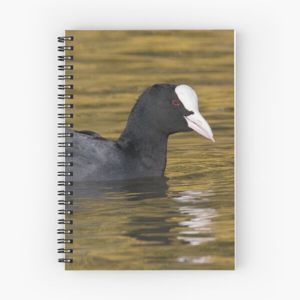 Item preview, Eurasian Coot designed and sold by LaurenTucker.