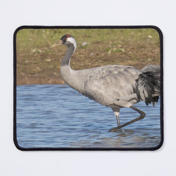 Item preview, Common Crane designed and sold by LaurenTucker.