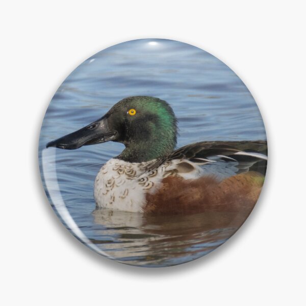 Item preview, Northern Shoveler designed and sold by LaurenTucker.