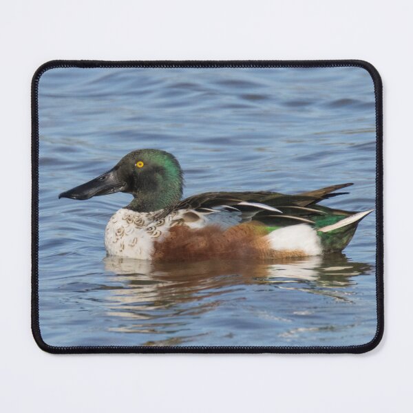 Item preview, Northern Shoveler designed and sold by LaurenTucker.