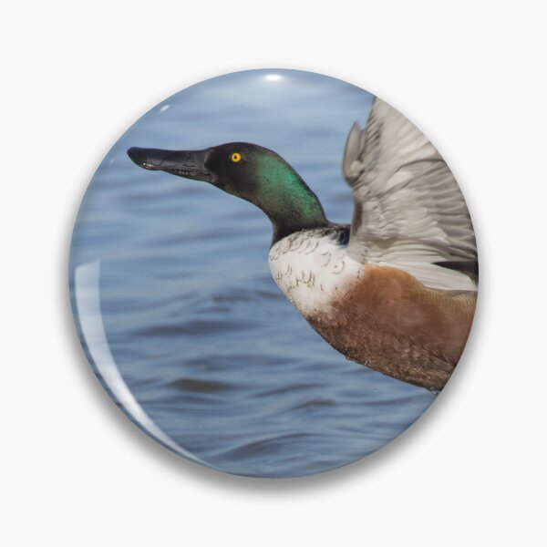 Item preview, Northern Shoveler designed and sold by LaurenTucker.