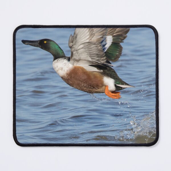 Item preview, Northern Shoveler designed and sold by LaurenTucker.