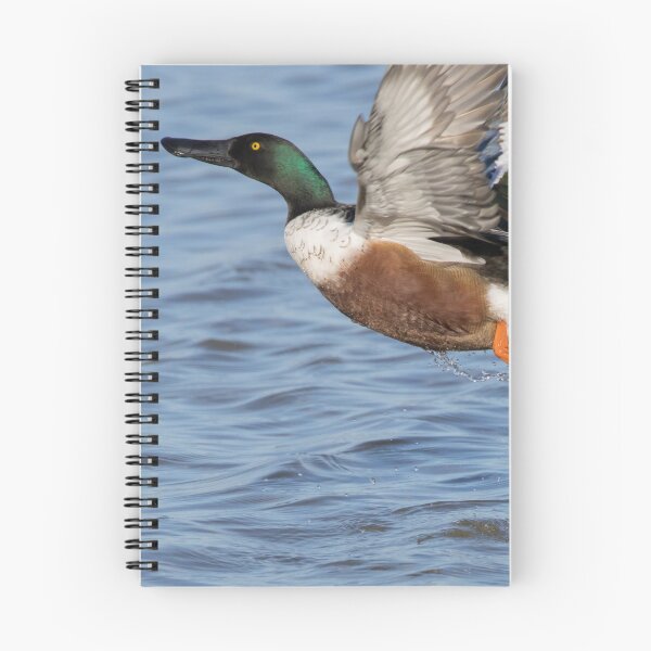 Item preview, Northern Shoveler designed and sold by LaurenTucker.