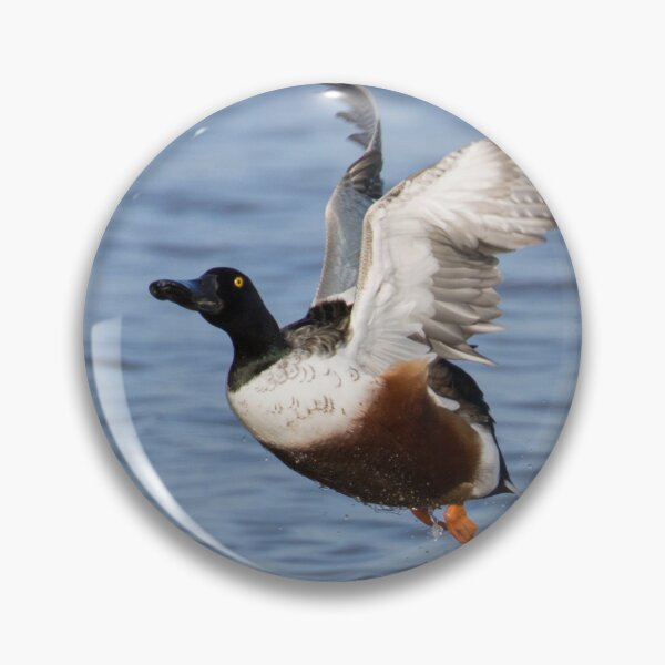 Item preview, Northern Shoveler designed and sold by LaurenTucker.