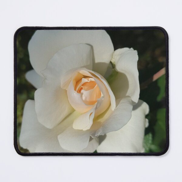 Item preview, A Gentle Rose Blooming designed and sold by SCTBUFFALOPHOTO.