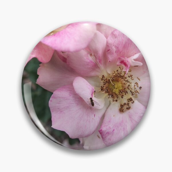 Item preview, A Song for a Rose designed and sold by SCTBUFFALOPHOTO.